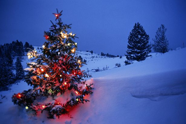 Decorate Christmas Tree in Snow