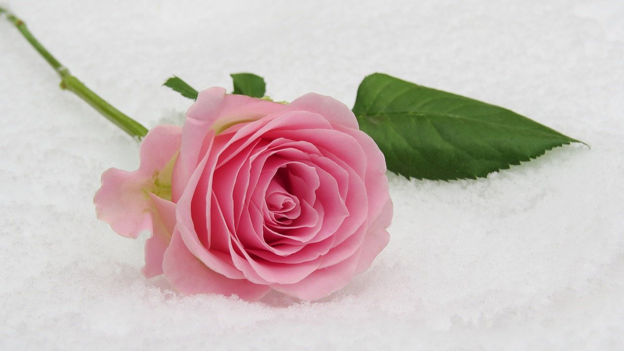 Pink Rose Day Images