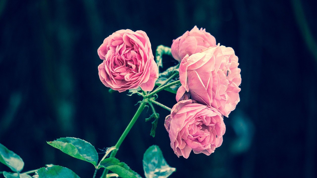 Rose Day Images For Friends