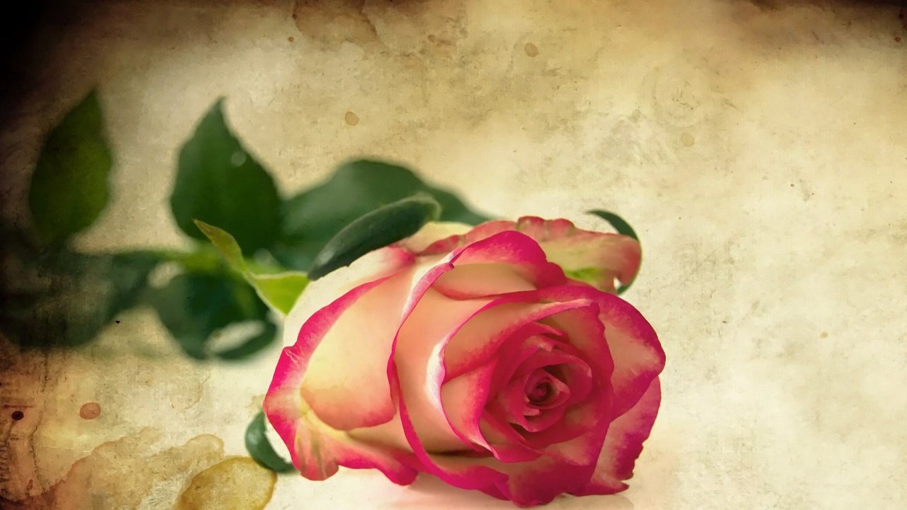 Rose Day Images Free Download