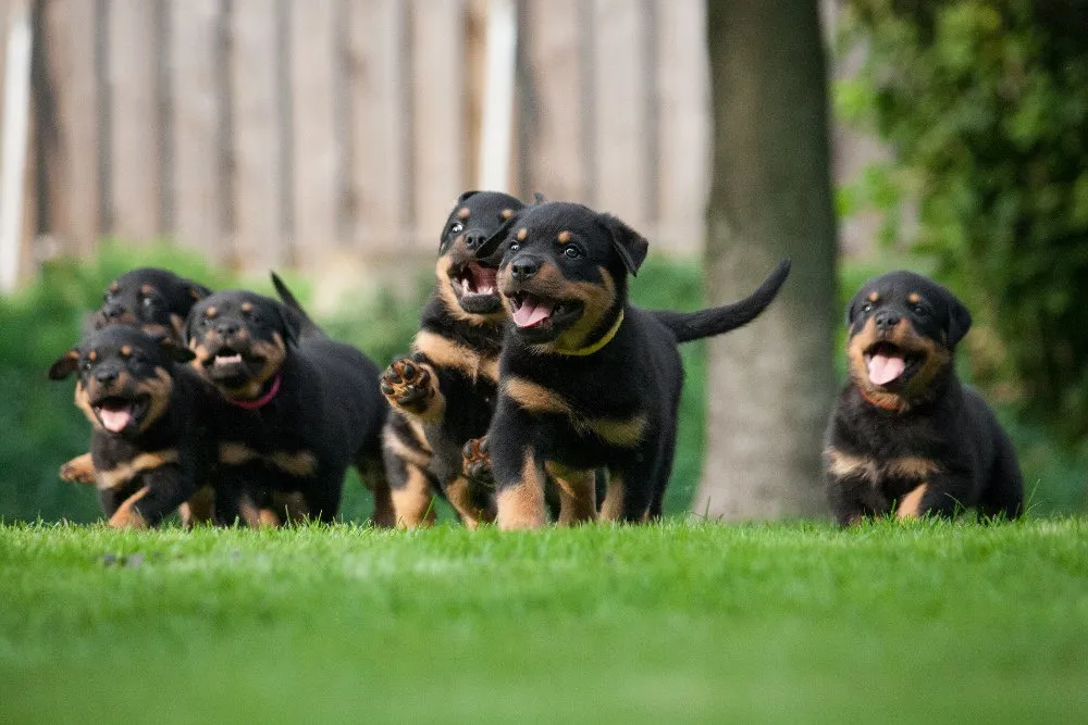 Rottweiler Puppy Dogs