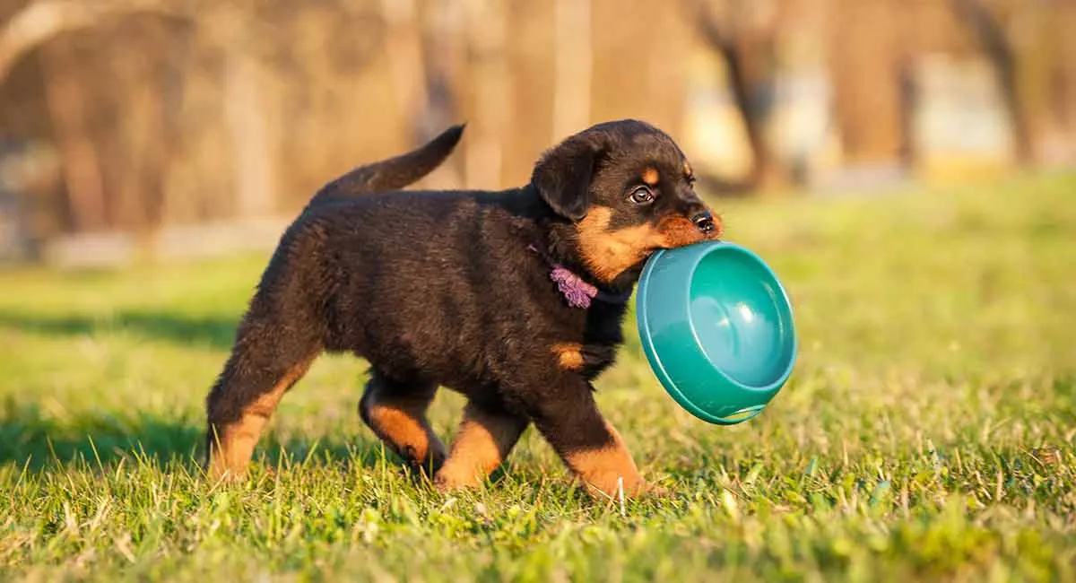 Rottweiler Puppy Pics
