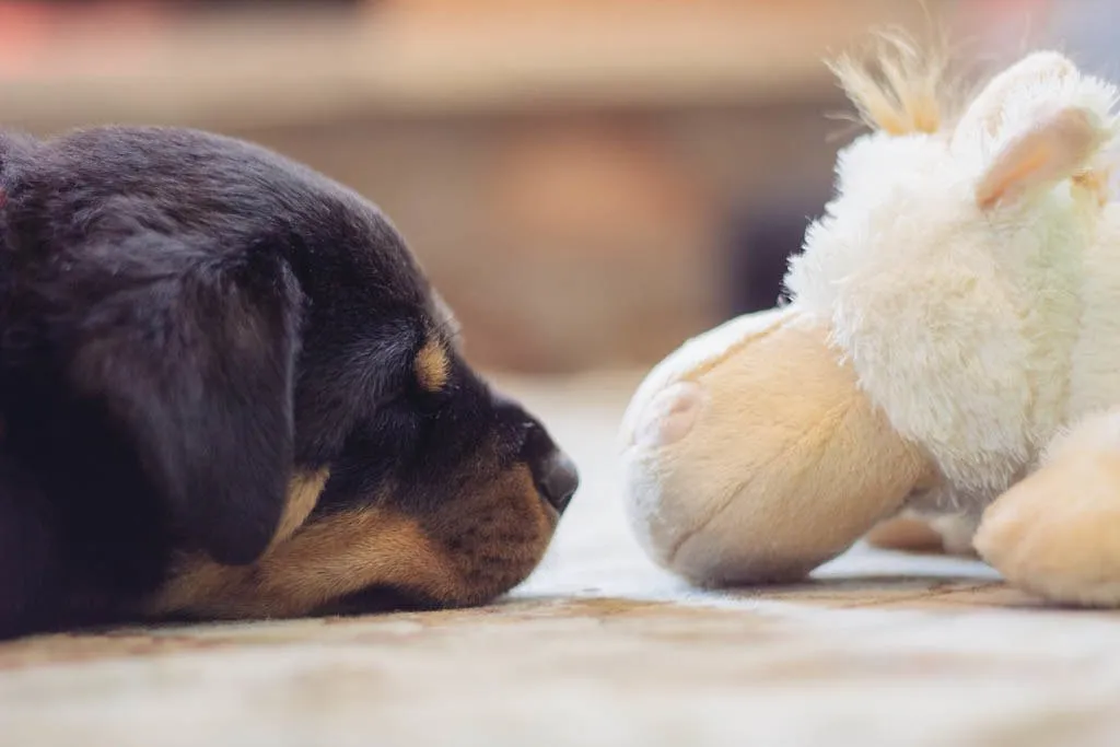 Sad Rottweiler Puppy Pics