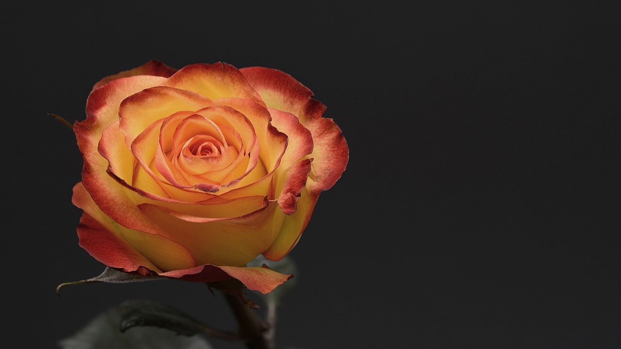 Valentines Day Rose Images