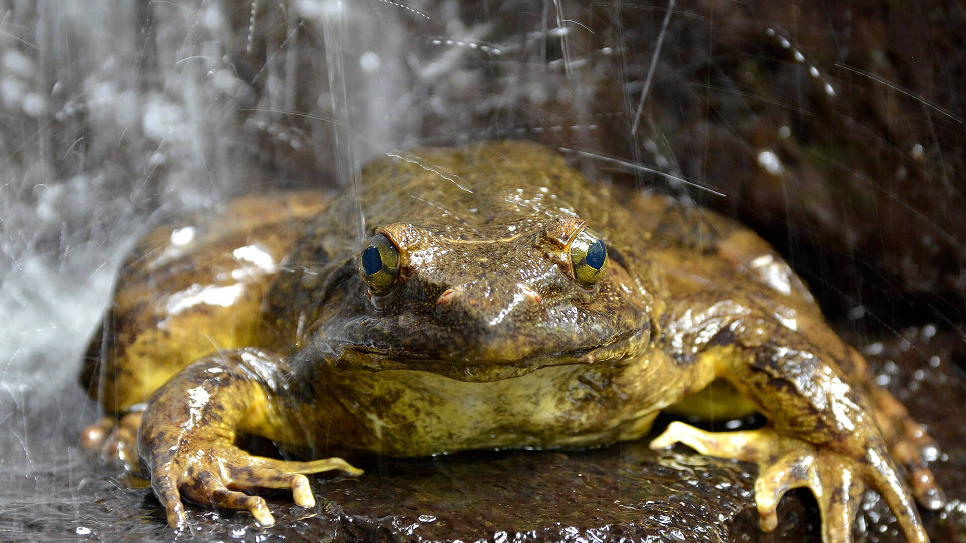 African Goliath Frog