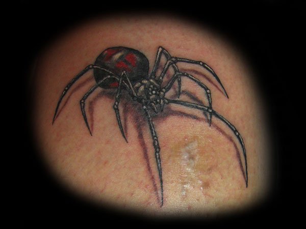 Attractive Black Widow Spider